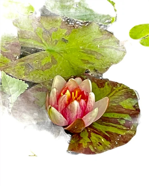 Lotus Violet Avec Des Feuilles Dans Composition Étang — Photo