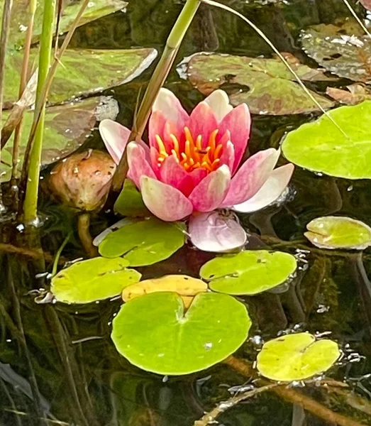 Lila Lotus Mit Blättern Der Teichzusammensetzung — Stockfoto