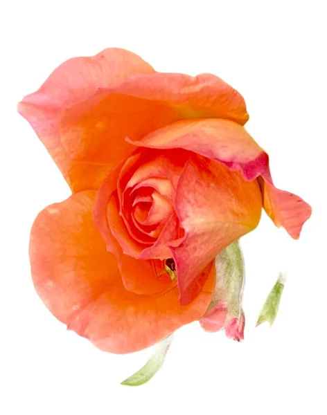 Orange Rose Isoliert Mit Weißem Hintergrund — Stockfoto