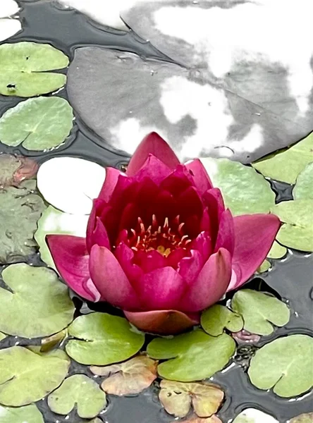 Lotus Violet Avec Des Feuilles Dans Étang Jardin — Photo