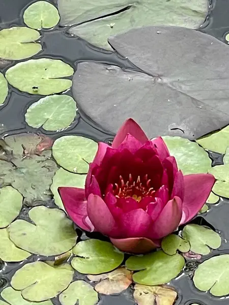 池の組成物の葉を持つ紫色の蓮 — ストック写真