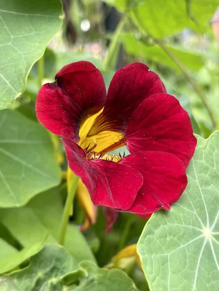 Nastúrcio Vermelho Profundo Flor Única Com Folhas — Fotografia de Stock