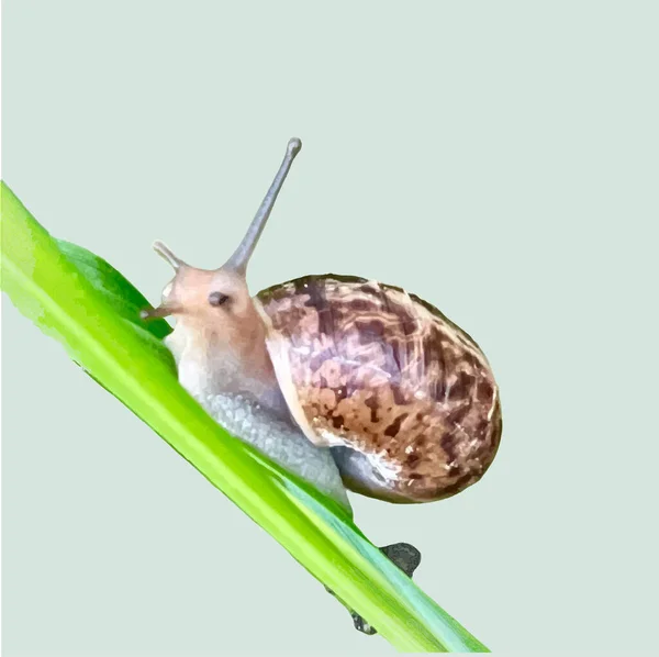 用绿色背景隔离在草地上的蜗牛 — 图库矢量图片