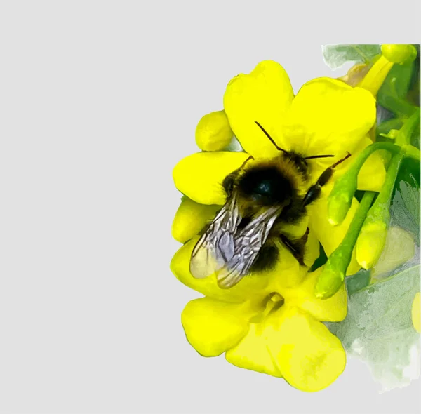灰色の背景に黄色のジャスミンの花にバンブルビー — ストックベクタ