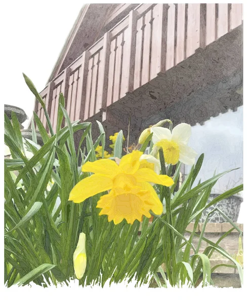 Los Narcisos Florecen Frente Composición Casa — Archivo Imágenes Vectoriales