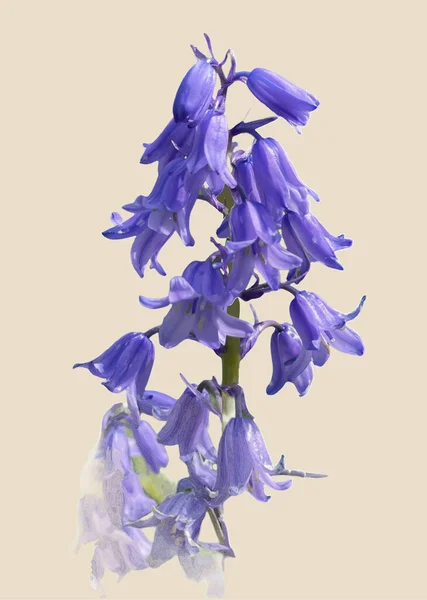 Bluebells Květiny Izolované Béžovém Pozadí — Stockový vektor