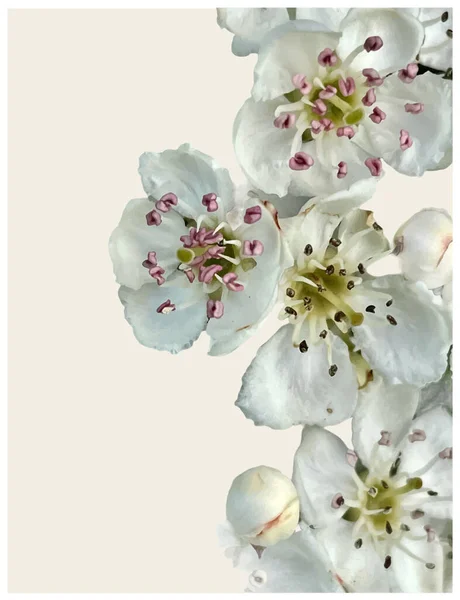 Elma çiçekleri açık bej arkaplanda izole edilmiş.