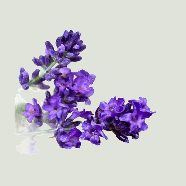 Gri arkaplanda yalıtılmış lavanta çiçekleri 