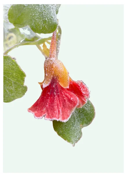 Nasturtium çiçekleri ilk dondan sonra yeşil yapraklarla izole edilmiş.
