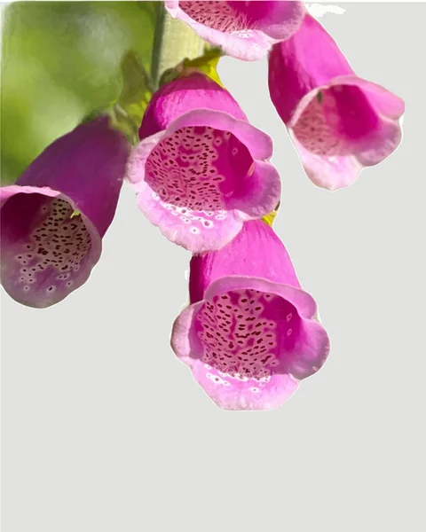 Foxglove Kwiaty Izolowane Białym Tle — Wektor stockowy