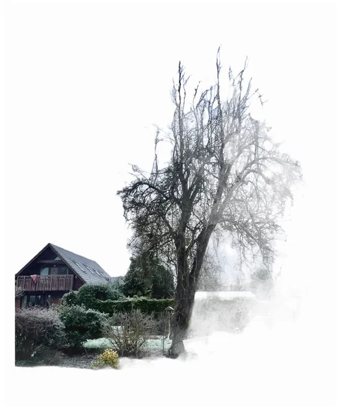古い梨の木と冬の風景 — ストックベクタ