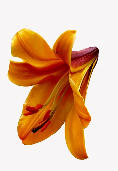 Lily turuncu tek başına beyaz arka planda 
