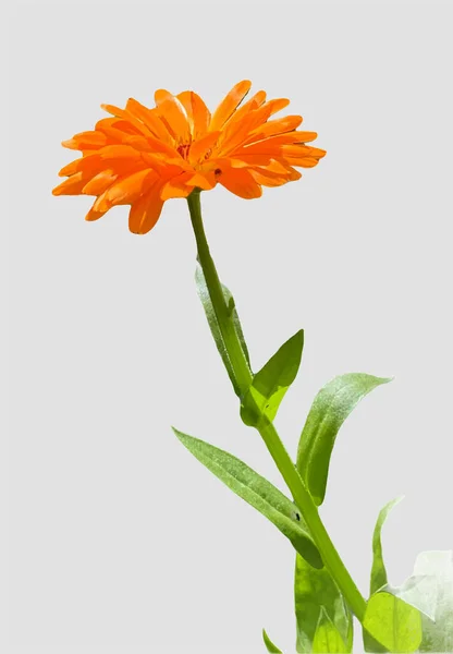 Calendula Fiore Isolato Singolo Fondo Grigio — Vettoriale Stock