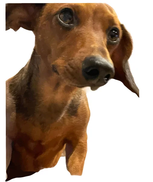レッドダックスフント子犬の頭好奇心旺盛な子犬犬 — ストックベクタ