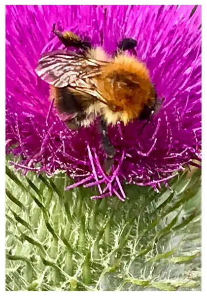 Hummel Auf Der Schwarzen Distelblume Isoliert Wildtiere — Stockvektor