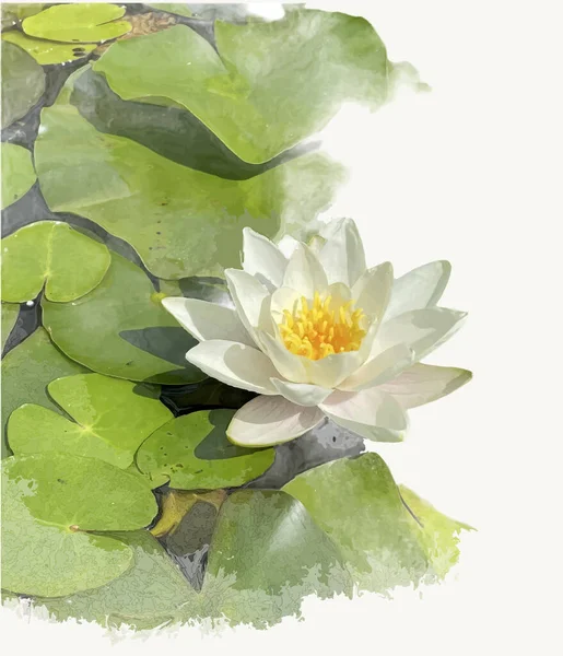 Beyaz arkaplanda yaprakları olan beyaz lotus 