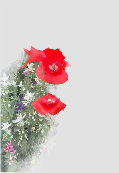 Червоні Маки Бруньками Листям Сірому Фоні Ізольовані — стоковий вектор