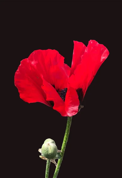Siyah arkaplanda tek başına bulunan kırmızı haşhaş. 