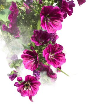 Beyaz arkaplanda izole edilmiş arı çiçekleri