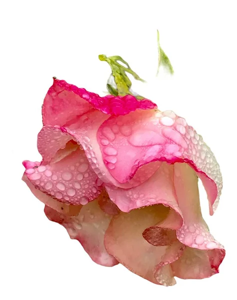 Růžová Jednotlivá Růže Izolované Bílém Pozadí Kapkami Deště — Stock fotografie
