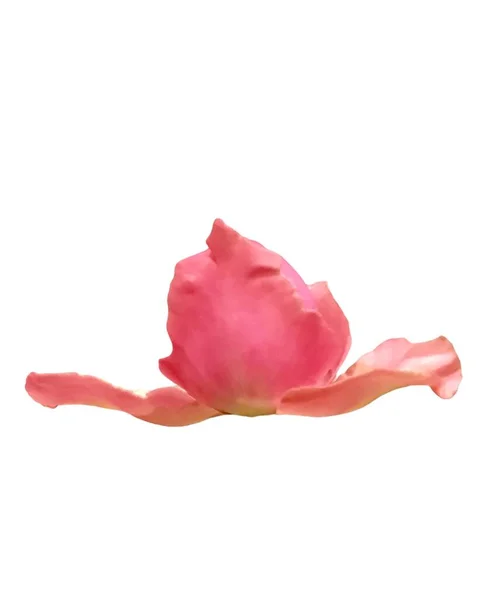 Pink Rose Isolated Single White Background — Stock Fotó