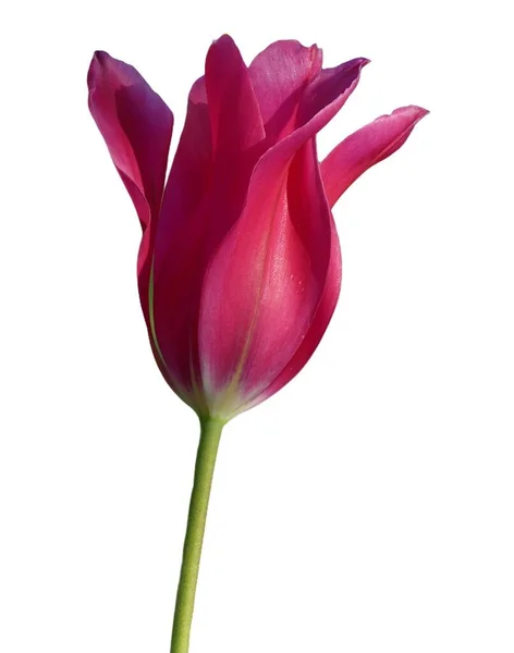 Lila Tulpe Einzeln Isoliert Auf Weißem Hintergrund — Stockfoto