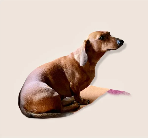 Vermelho Dachshund Cão Único Isolado Fundo Bege — Fotografia de Stock