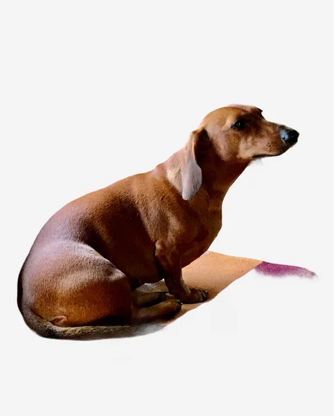 Kırmızı dachshund köpeği beyaz arkaplanda izole edilmiş. 