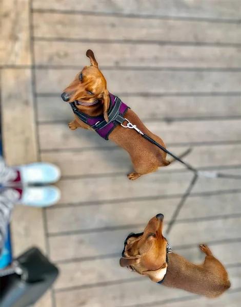 Two Red Dachshunds Walk Composition — 图库照片