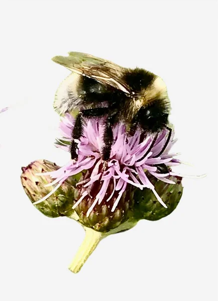 Bumblebee Flor Roxa Cardo Algodão Isolado — Fotografia de Stock