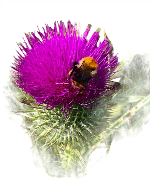 Bumblebee Flor Roxa Cardo Algodão — Fotografia de Stock