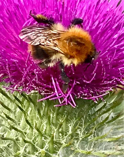 Bumblebee Purple Flower Cotton Thistle — 스톡 사진