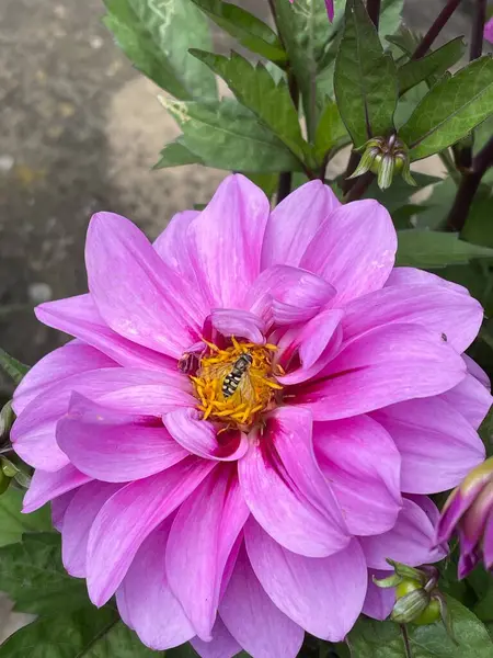 Dahlia mor çiçekli, sinekli.