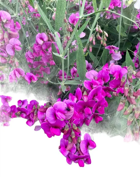 Beyaz arka planda izole edilmiş tatlı bezelye çiçekleri 