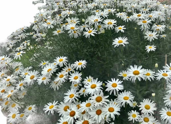 Shasta Daisy Flowers Garden — Foto Stock