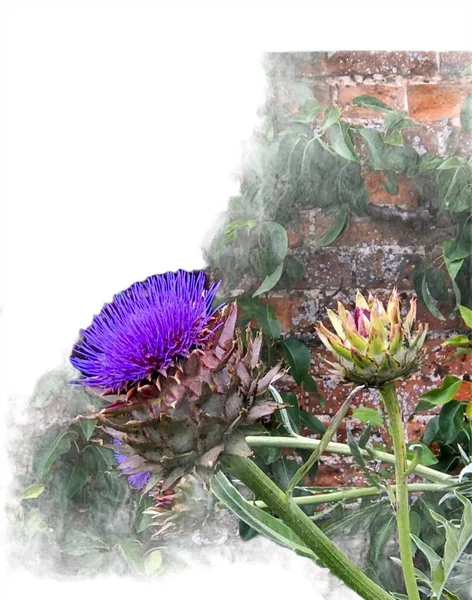 Globe Artichoke Flower Isolated Brick Wall Composition — Photo