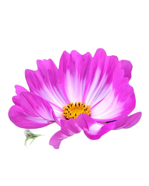 Garten Kosmos Einzelne Blume Isoliert Lila Auf Weißem Hintergrund — Stockfoto