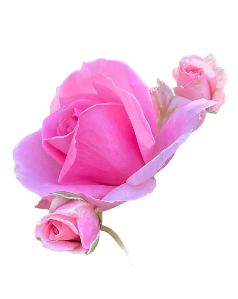 Rózsaszín Rózsák Zöld Levelekkel Elszigetelt Fehér — Stock Fotó