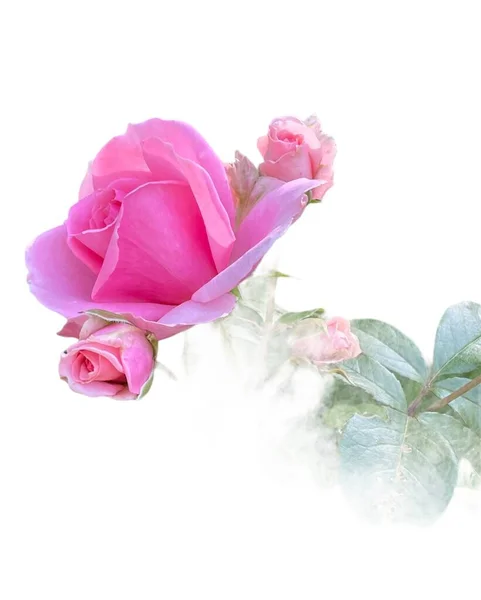 Rose Rosa Con Foglie Verdi Isolate Bianco — Foto Stock