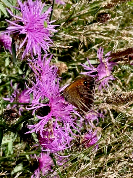 Erik çiçekleri üzerinde kahverengi çayır kelebeği