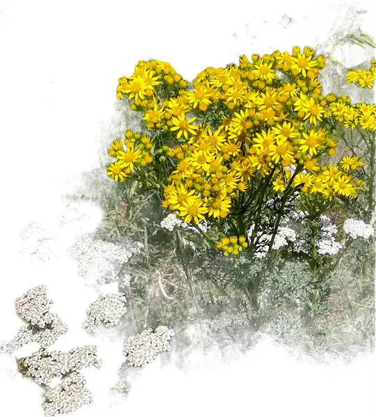 Common Ragwort Flowers Wild Plants Isolated White Flowers Composition — Stok Foto