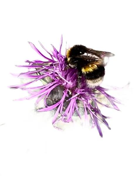 Hommel Plum Knapweed Bloem Geïsoleerd — Stockfoto