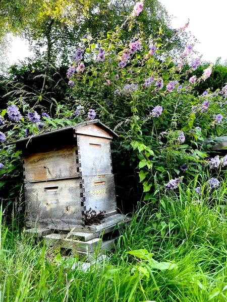 Bahçede çiçek ve bitkilerle arı kovanı