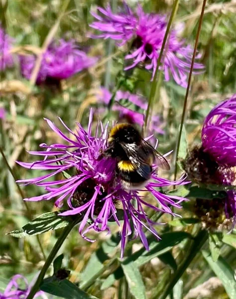 Bumblebee Ameixa Knapweed Flor Isolada — Fotografia de Stock