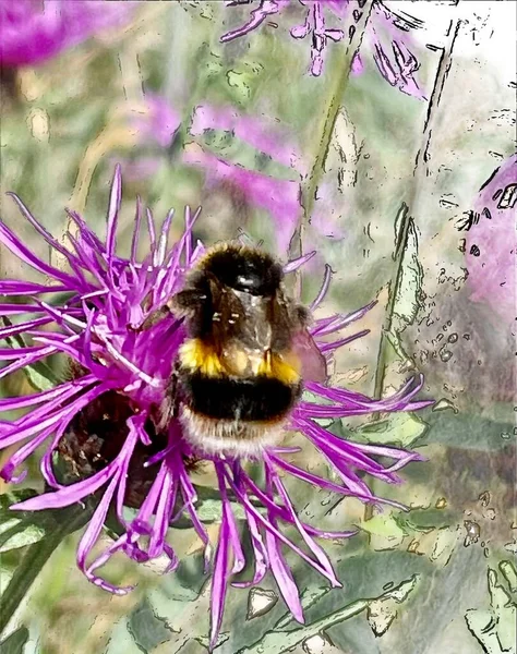 Humla Plommon Knapweed Blomma Isolerad — Stockfoto