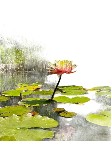 Lótus Único Rosa Lago Jardim Com Folhas Verdes — Fotografia de Stock