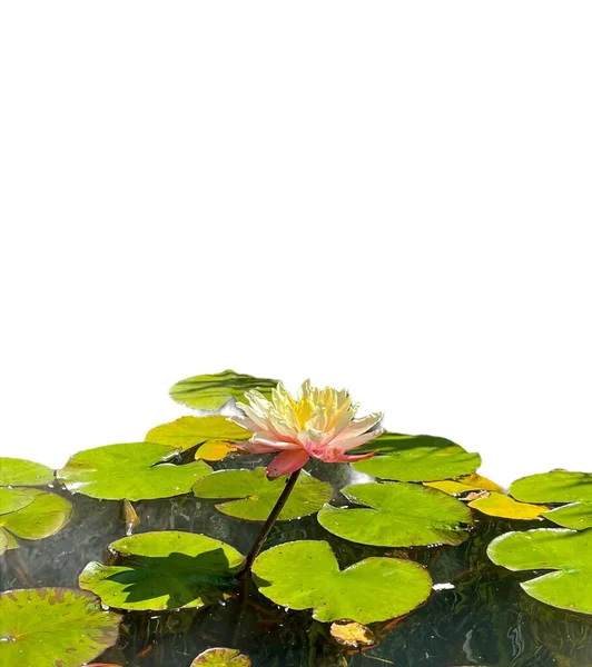 Lótus Único Rosa Lago Jardim Com Folhas Verdes — Fotografia de Stock