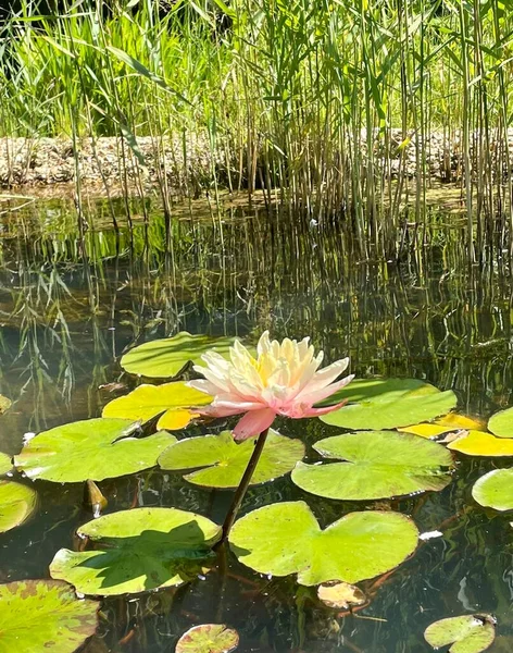 Roze Enkele Lotus Tuin Vijver Met Groene Bladeren — Stockfoto