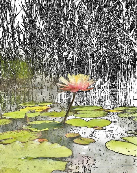 緑の葉と輪郭の要素を持つ庭の池のピンクの単蓮 — ストック写真