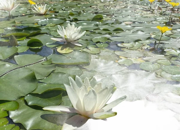 Lotas Brancas Com Folhas Lagoa Jardim — Fotografia de Stock